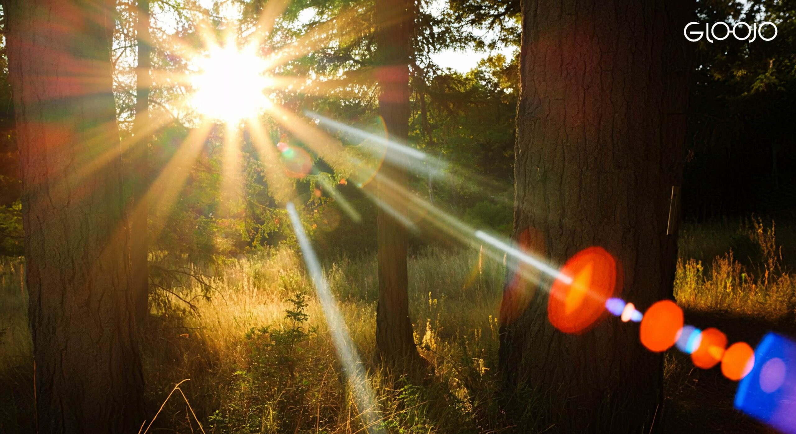 Gloojo uv protection sunglasses with wrap around frame for A sunburst through the trees in a forest