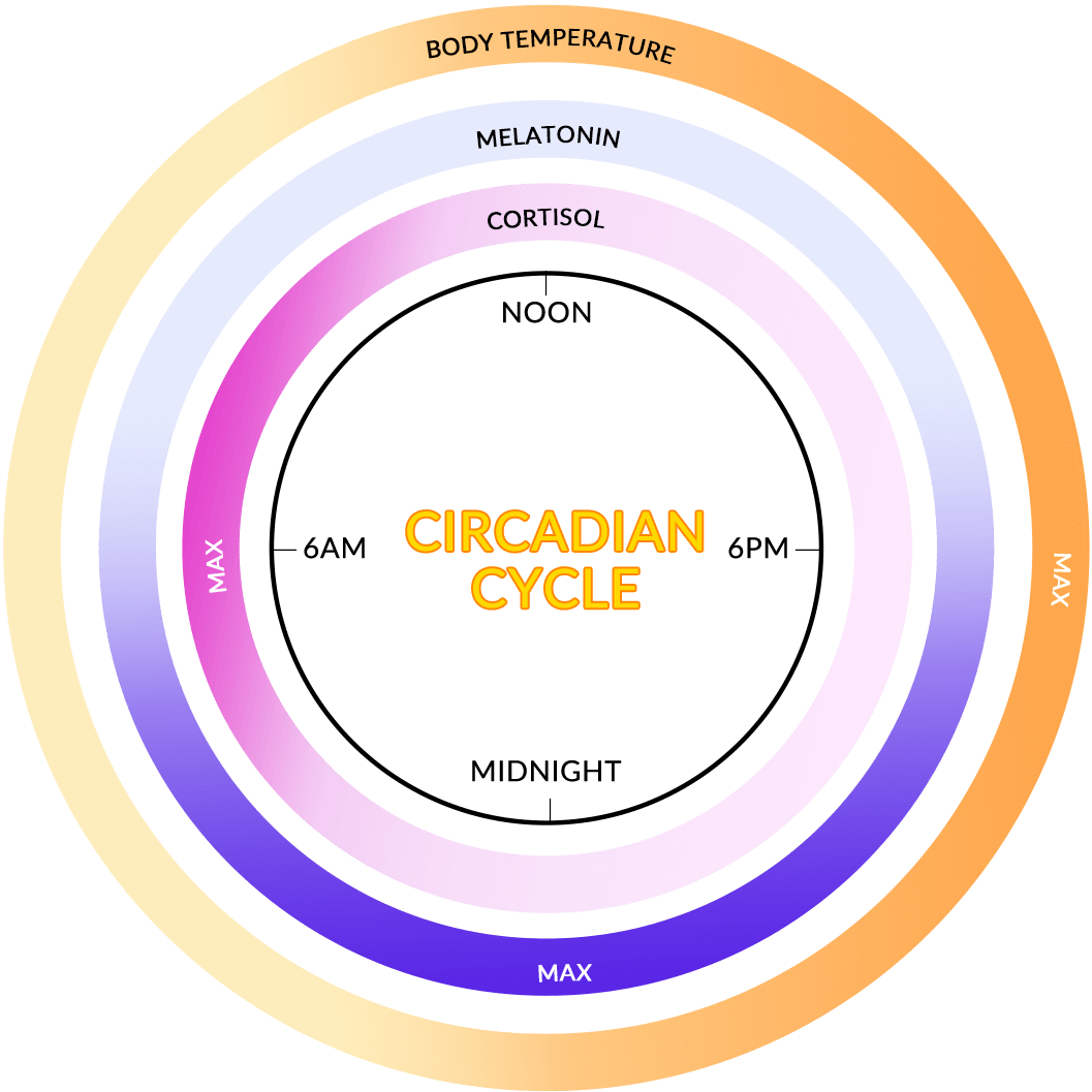 Infographic of the circadian cycle showing natural 24-hour rhythms of body temperature, melatonin, and cortisol, highlighting their peak levels and how they align with day and night
